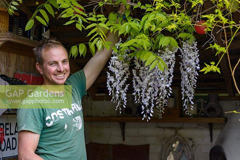 Small courtyard garden, Owner Martin Pipe with wisteria.