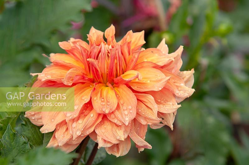 Dahlia 'Ben Huston' flower
