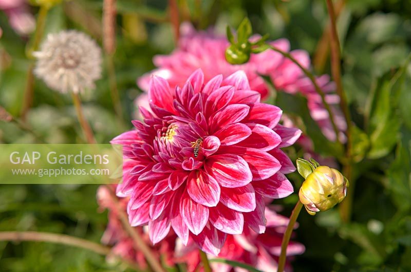 Dahlia 'Canby Centennial' with pollinating bee