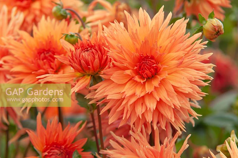 Dahlia 'Mevr. Clement Andreas'