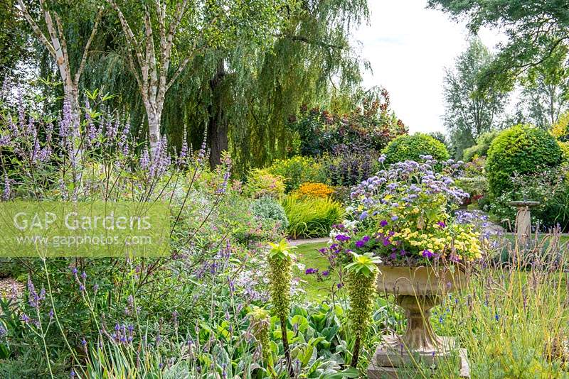 View of the round lawn through Vitex agnus-castus, Eucomis pole-evansiia and stone urn with summer flowering bedding