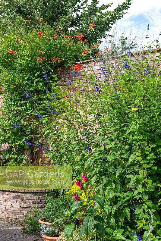 Salvia 'Black and Blue' infront of a wall with Campsis radicans - The Trumpet Vine and raised pond