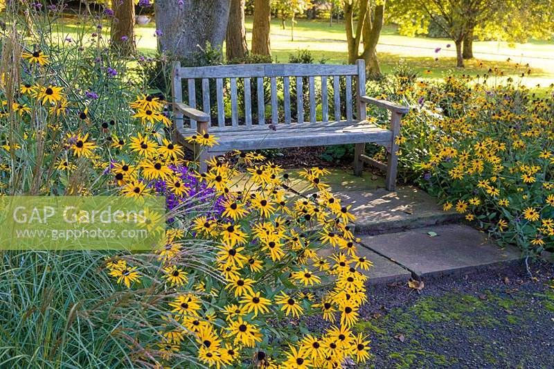 A bench bordered by late-flowering herbaceous borders along The Old Drive at Dorothy Clive Garden, Willoughbridge, Staffordshire. Planting includes Rudbeckias, Asters and Verbena bonariensis