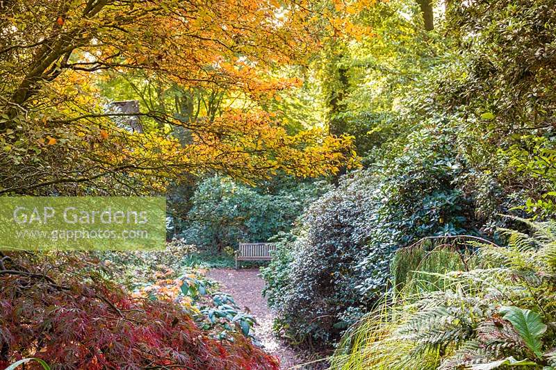 A bench surrounded by Rhododendrons and framed by autumn tones of Prunus and Acers in The Quarry Garden at Dorothy Clive Garden, Willoughbridge, Staffordshire.