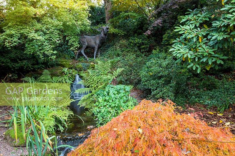 A waterfall and bronze sculpture of a stag in the Quarry Garden at Dorothy Clive Garden, Willoughbridge, Staffordshire, photographed in October. Planting includes: Acers, Geraniums, ferns and Azaleas