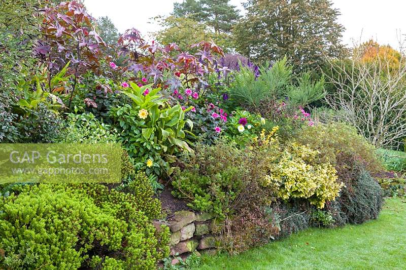 A late-flowering herbaceous border at Dorothy Clive Garden, Willoughbridge, Staffordshire, U.K. Planting includes: Dahlias, Ricinus communis and Salvia microphylla
