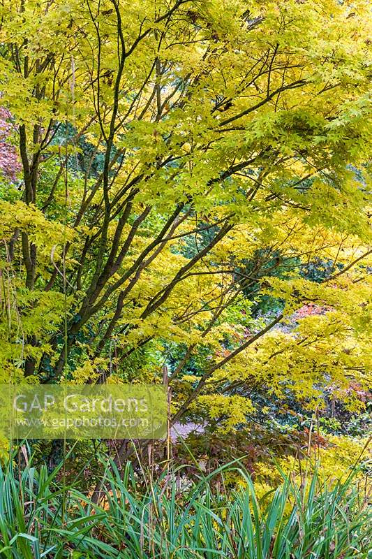Autumn tones on an Acer in The Quarry Garden at Dorothy Clive Garden, Willoughbridge, Staffordshire, U.K.