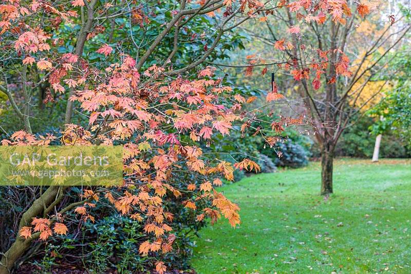 Autumn tones on an Acer palmatum, overhanging a lawn in The Quarry Garden at Dorothy Clive Garden, Willoughbridge, Staffordshire, U.K.