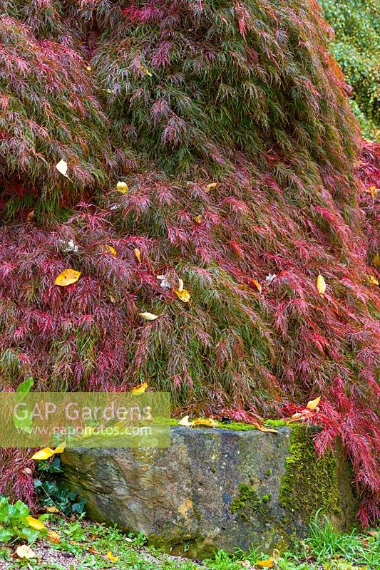 An Acer in full autumn colour tumbles over an outcrop of rock in the Alpine Scree area of the Dorothy Clive Garden, Willoughbridge, Staffordshire, U.K. 