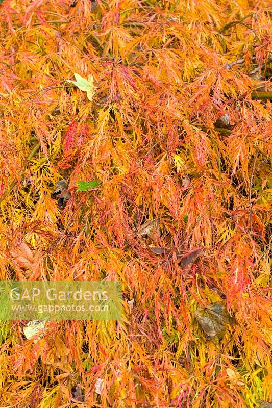 Acer palmatum showing Autumn foliage in the Quarry Garden at Dorothy Clive Garden, Willoughbridge, Staffordshire, U.K.