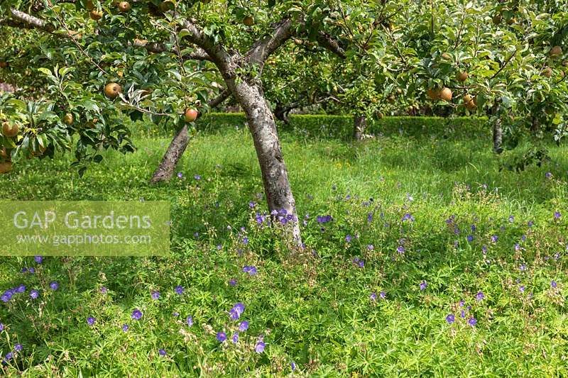 Apple orchard with Geranium pratense growing under Malus domestica 'Egremont Russet' at West Dean Gardens, West Sussex, U.K.