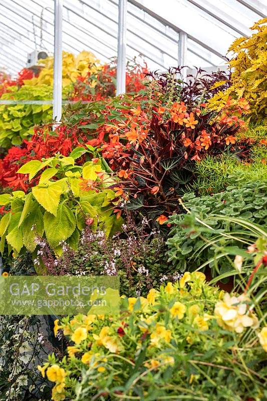 Begonia 'Glowing Embers' with Coleus and other foliage plants on display in containers in a glasshouse at West Dean Gardens, West Sussex