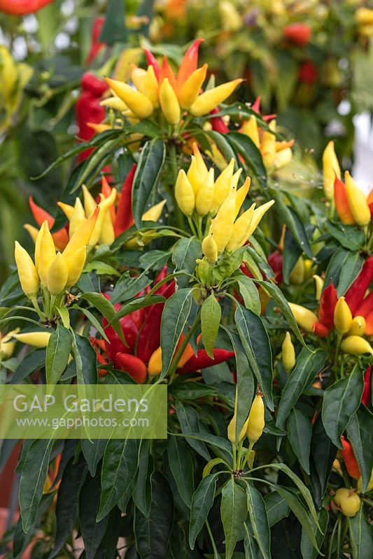 Capsicum - Chilli Pepper 'Spagna' in the glasshouse at West Dean Gardens, West Sussex