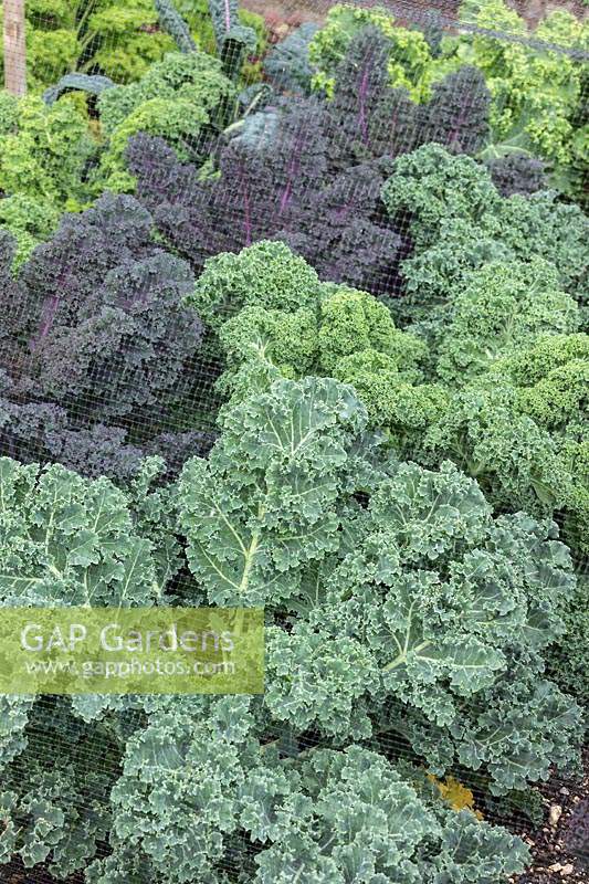 Green and Purple curly Kale growing under protective netting