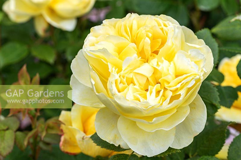 Rosa 'Charles Darwin' - English Leander Hybrid Rose