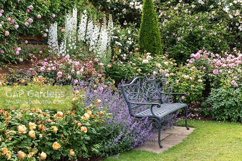 Rosa 'Roald Dahl', 'Olivia Rose Austin' and 'The Lady Gardener' in The David Austin Rose Gardens - The Lion Garden