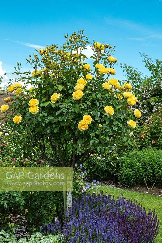 Rosa 'Molineux' trained as a standard Rose - David Austin Rose Gardens, Shropshire