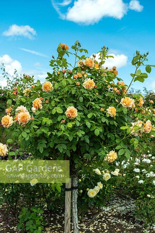 Rosa 'Grace' - trained as a standard Rose. David Austin Rose Gardens, Shropshire