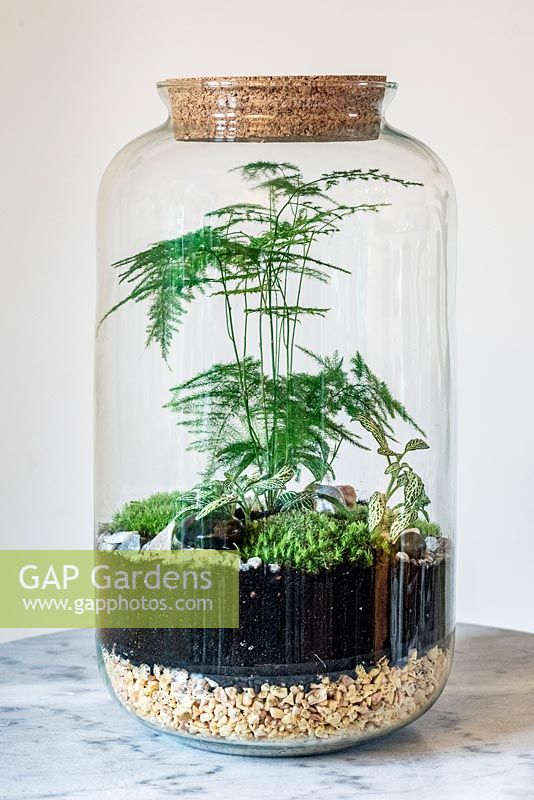 A tall closed glass jar terrarium planted with Asparagus Fern, Fittonia Verschaffeltii Group and Cushion moss.