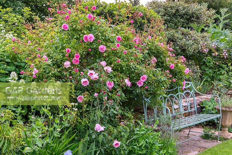 Rosa 'Bonica' growing over an ornate bench in country garden, June 