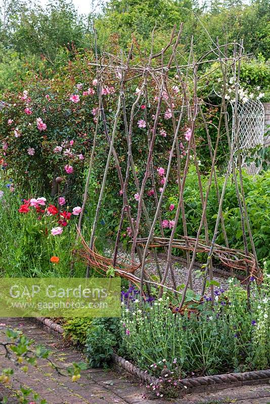 Support for sweet peas in raised bed with Rosa 'Francois Juranville'