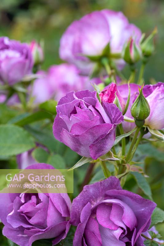 Rosa 'Blue for You', a Floribunda rose in June