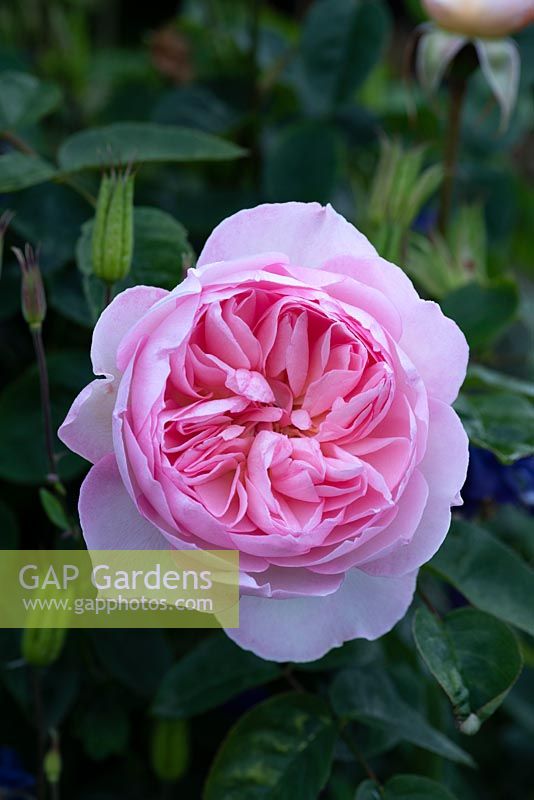 Rosa 'Gentle Hermione', an English shrub rose bred by David Austin, June.
