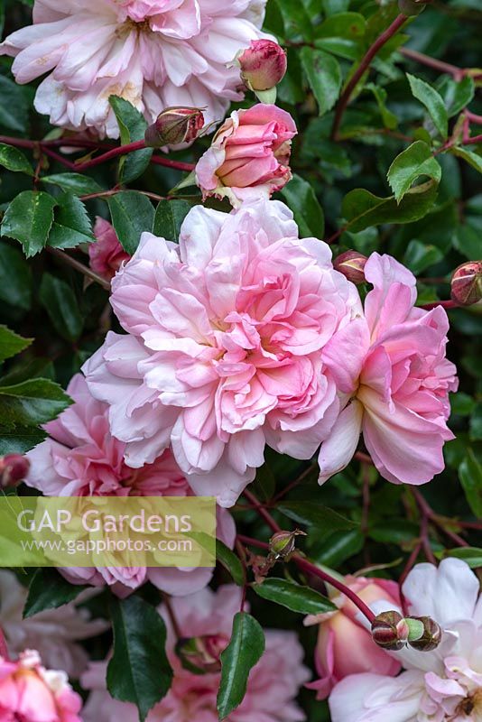 Rosa 'Francois Juranville', a pink rambling rose, June.