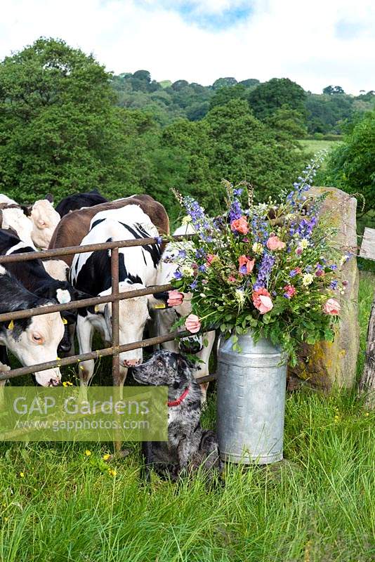 A milk churn filled with the flowers and Barry the dog and a field of cows. Quirky Flowers.