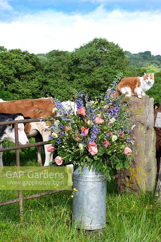 Pet cat on a wall behind a milk churn filled flowers -  Quirky Flowers.