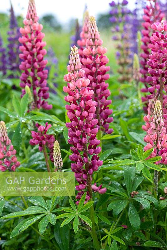 Lupinus x regalis Russell Group, lupins in a range of colours standing 1.2m high, flowering from May.NFU august 2019