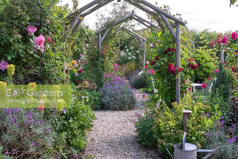 View down gravel path through a series of wooden arbours supporting climbing roses, with Erysimum 'Bowles Mauve'.