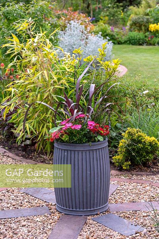 A metal bin is planted with a purple leaved phormium and osteospermum.