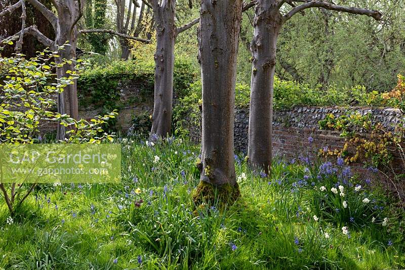 Early morning light illuminates Narcissus - Daffodil - and Hyacinthoides - Bluebell - in woodland by old wall