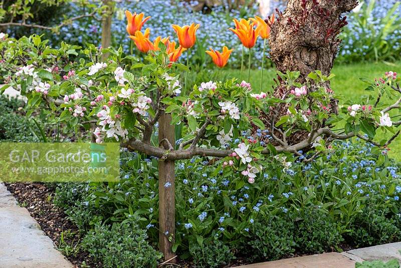 Malus domestica 'Falstaff' - Apple - in blossom, trained along a stepover cordon, corner of a bed with Myosotis - Forget-me-not - and Tulipa 'Ballerina' - Tulip