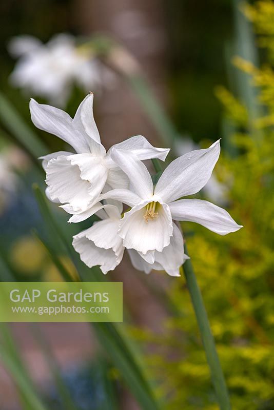 Narcissus 'Thalia' - Daffodil 