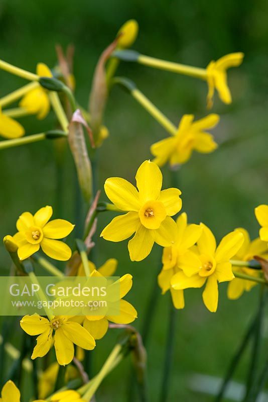Narcissus 'Baby Moon' - Jonquil Daffodil 