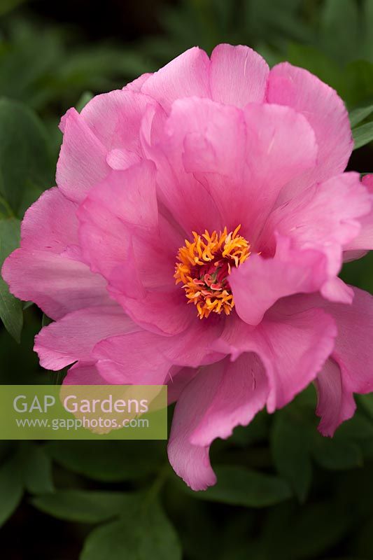 Paeonia 'First Arrival' - Intersectional Itoh Hybrid