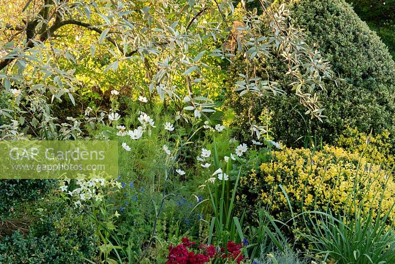 Partially shaded border with Cosmos 'Purity', Nicotiana, Foeniculum vulgare, blue Salvia grown from seed each year, Buxus topiary, with overhanging Elaeagnus 'Quicksilver'