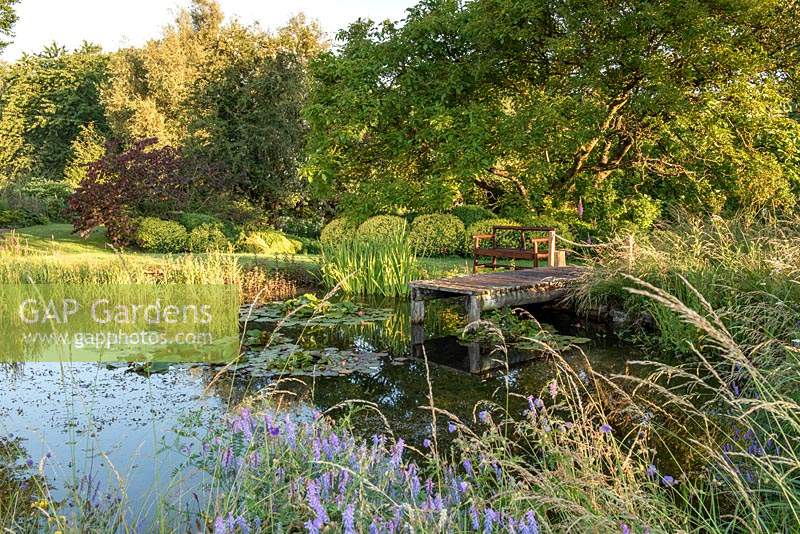 Bench overlooking wildlife pond with Water Lilies, blue Tufted Vetch - Vicia cracca in foreground