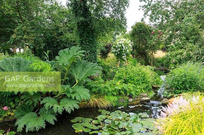 View of the lower pond and feeder stream, with Gunnera manicata growing on the bank