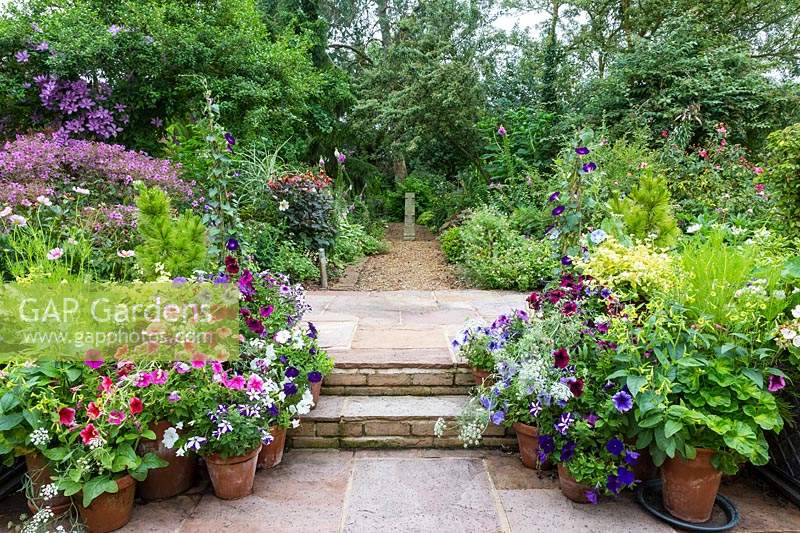 Shallow steps linking patio with a woodland area of garden, either side of steps pots of bedding: Petunia, Nicotiana langsdorffii, Ipomoea tricolor - Morning Glory and Ammi majus
