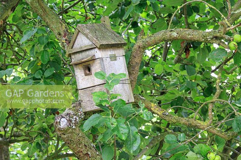 Nesting box in fruit tree in orchard. 