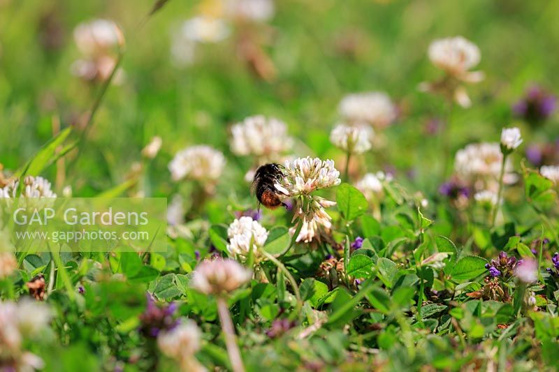 Red-tailed form of bumble bee, probably Bombus confusus, extracting nectar from rifolium hybridum - White clover. 