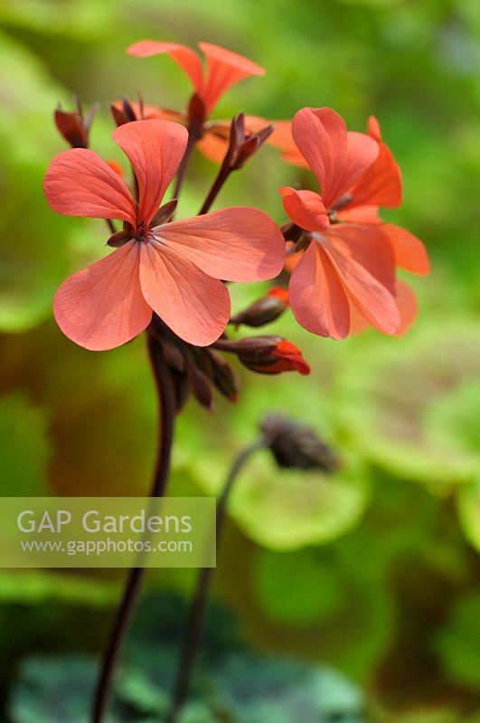 Pelargonium 'Red Gables' - May
