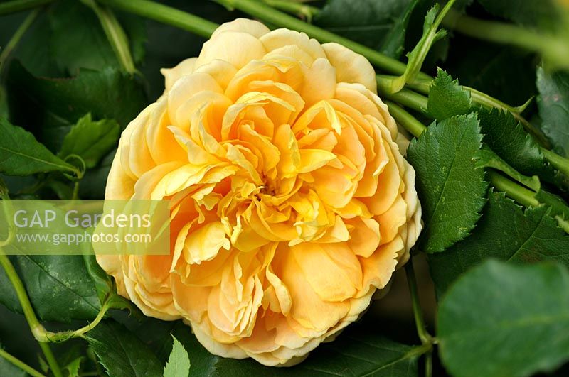 Rosa Golden Celebration 'Ausgold' - Rose 'Golden Celebration'