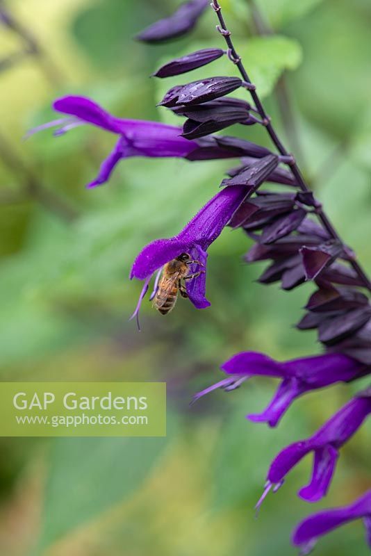 Salvia 'Amistad' with honey bee in flower's throat. Perennial sage, September.