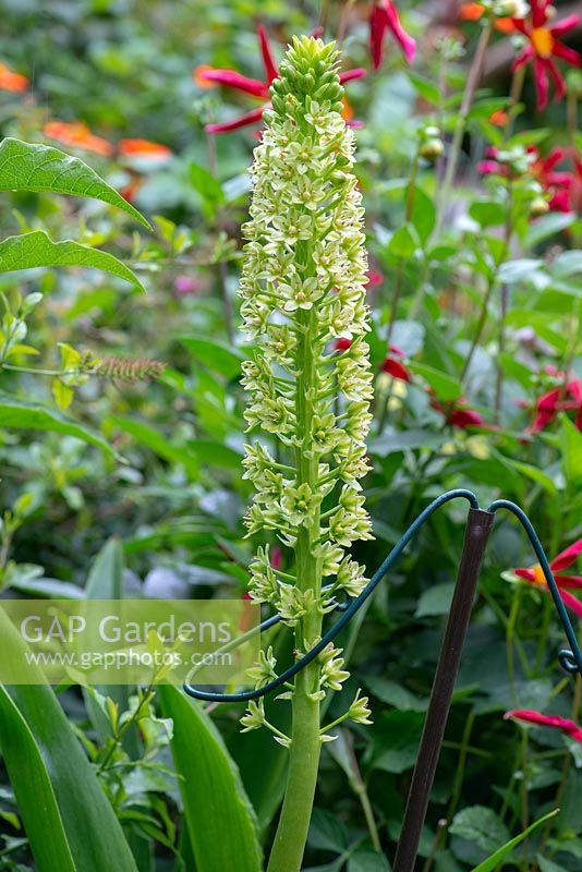 Eucomis pole-evansii - Pineapple lily, stands over 1.5 metres tall. 