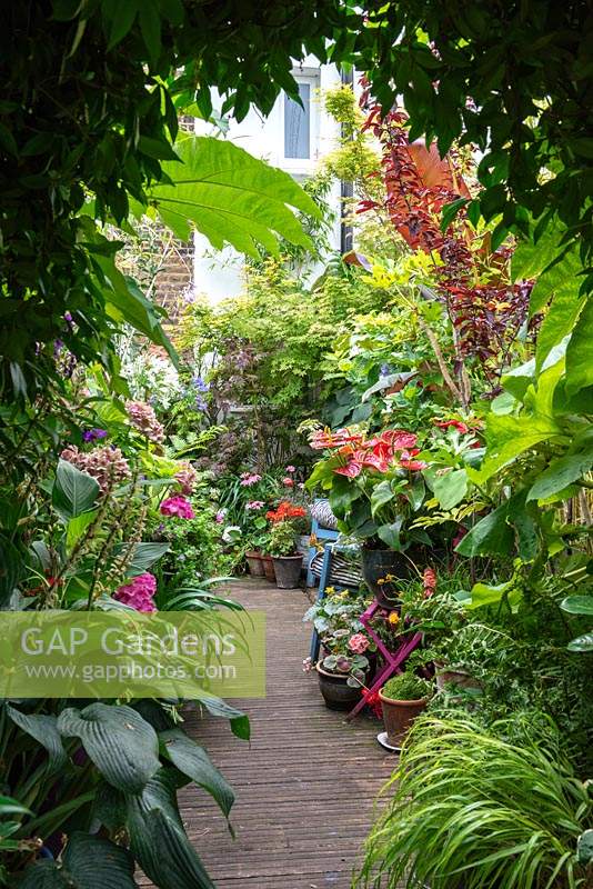 A decked path is lined with hostas, anthurium, hydrangeas, agapanthus, geraniums, coneflowers and maples. Overhead hang leaves of Tetrapanax.
