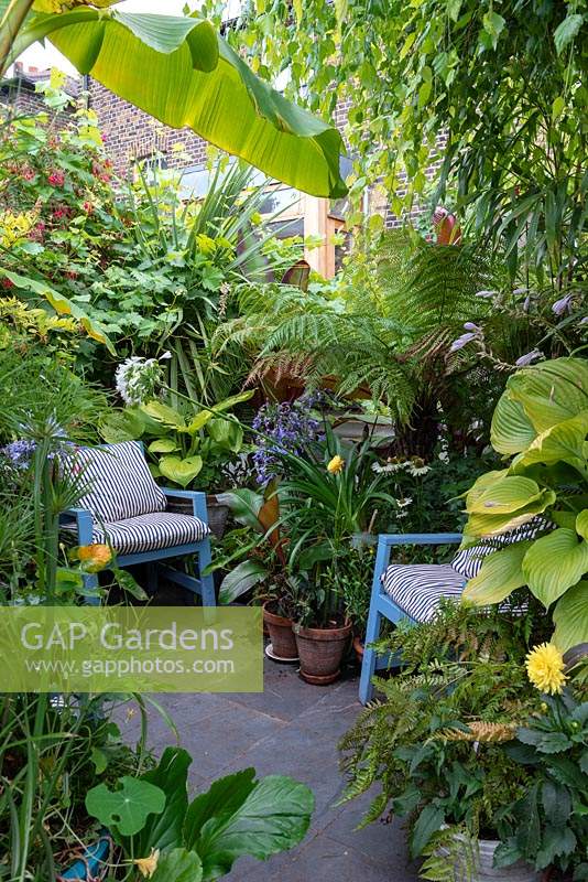 Colourful chairs are hidden in courtyard enclosed with tree ferns, bananas, hostas, a vine, dwarf Cyperus and Agapanthus.